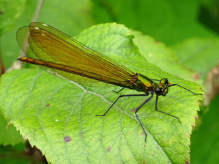 Libellule 1