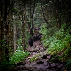 Black Bear Meanders Down Trail