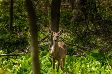 White tailed deer , young deer with growing antlers on the spring. Natural scene from state park in Wisconsin.