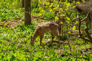 White tailed deer  grazing in a wetland overgrown with skunk cabbage. Natural scene from USA