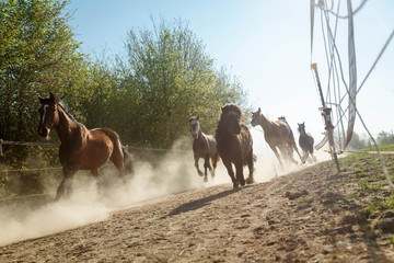 Aufgalopp am Morgen im Staub