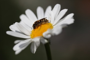 Obraz premium Wildbiene