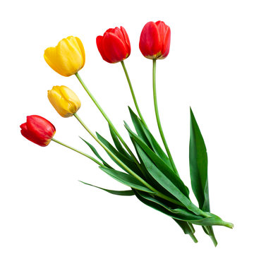Red and yellow tulips. Top view. Isolated image