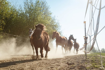 Aufgalopp am Morgen im Staub