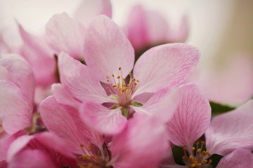 Fototapeta na wymiar Seasonal pink Apple blossom in spring