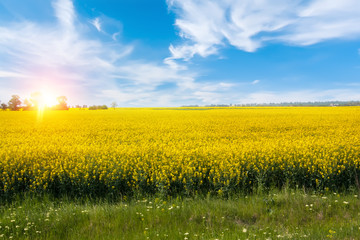 Beautiful sunrise over field with bright yellow flowers.