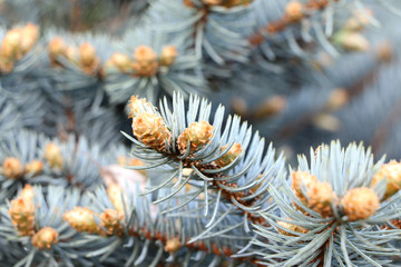 Naklejka na ściany i meble Christmas tree branch texture. Close up photo of blue spruce tree branches.Fir branches of blue spruce