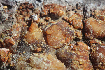 Texture of sun-burnt resin