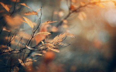 Autumn background with birch branches