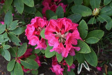 Rhododendron flowers / Ericaceae evergreen shrub.
