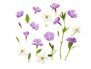 Beautiful periwinkle flowers against white background. Young fresh green leaves. Spring seasonal backdrop.