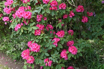 Fototapeta na wymiar Rhododendron flowers / Ericaceae evergreen shrub.