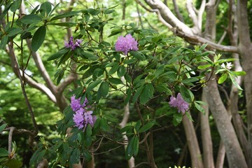 Rhododendron flowers / Ericaceae evergreen shrub.