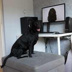 Modern digital technology for pets.