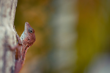 Lizzard - Eidechse