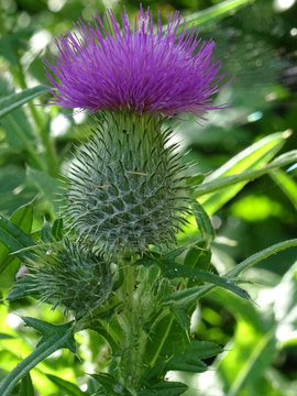 Fleurs de chardon