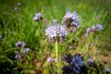 Blüte lila rosa auf Feld