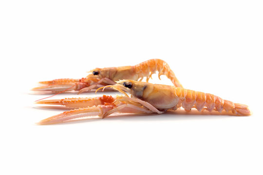 Two fresh scampi also called langoustine or Norway Lobster, expensive seafood isolated on a white background, copy space, selected focus