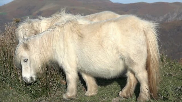 White Ponies, Cutes Animals, in Grass, mountain landscape
