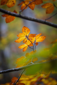 Close up of beech leaves in autumntime