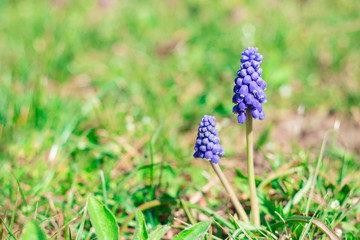 Muscari flower. Muscari flowers in warm sunshine on a blurred background. Muscari armeniacum.Grape Hyacinths. Spring flowers