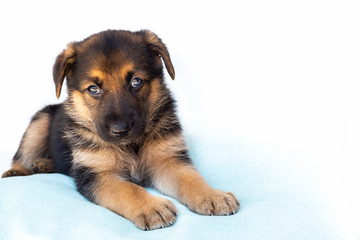 Cachorro de perro Pastor Alemán