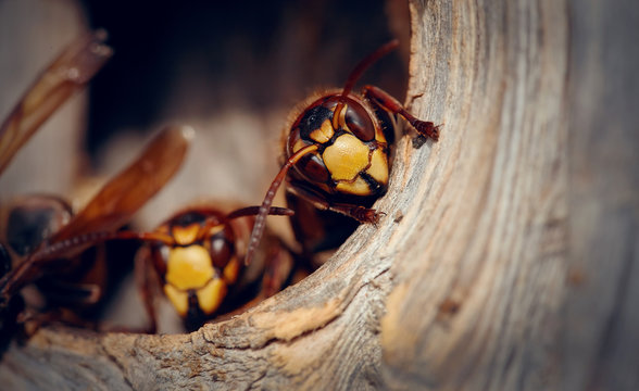 Two big wasps - hornets