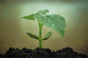 p&eacute; de feij&atilde;o-frade