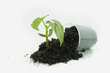 p&eacute; de feij&atilde;o-frade em fundo branco