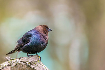 Brown-headed Cowbird