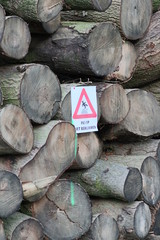 Holz