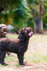 Two playful and healthy spanish water dogs are playing with the ball on the green grass