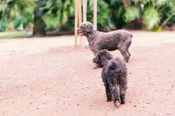 Two playful and healthy spanish water dogs are playing with the ball on the green grass