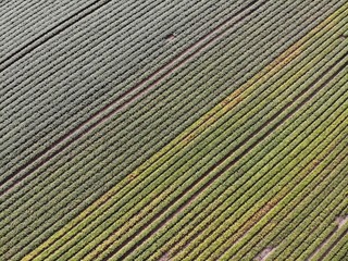Feld