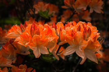 Blooming orange peonies on a bush against a background of green leaves