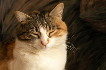Obraz premium A very beautiful cat sleeps inside. Three colored cat