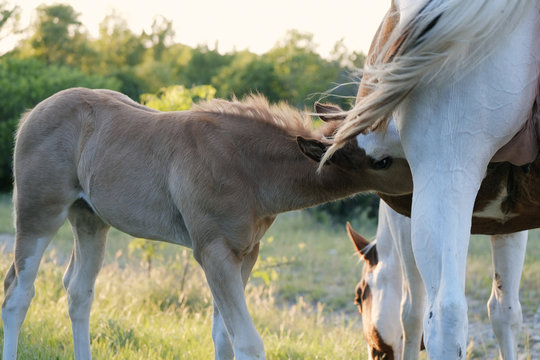 Foal horse nursing off paint mare, animal nutrition concept.