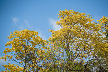 Sunny day in Kaan Luum Mexico, Yellow tree, blue sky