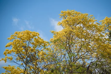 Foto auf Leinwand Sunny day in Kaan Luum Mexico, Yellow tree, blue sky © Arturo Verea