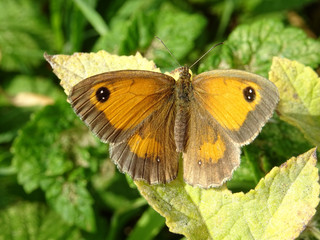 Bain de soleil papipllon orangé