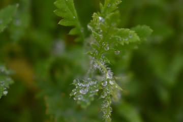 nature