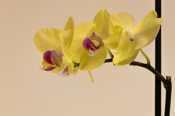 Fototapeta premium Beautiful yellow orchid flower with pink in the middle