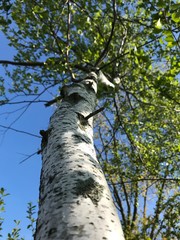 Fototapeta premium close up of birch tree bark with leaves and sky in the background