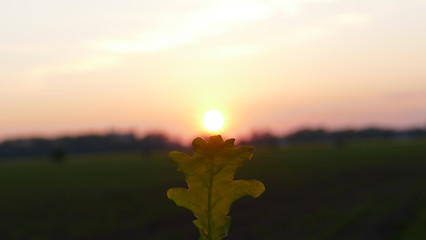 close-up of a hand holding an oak leaf at sunset