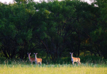 Deer in rural pasture shows nature wildlife during summer.