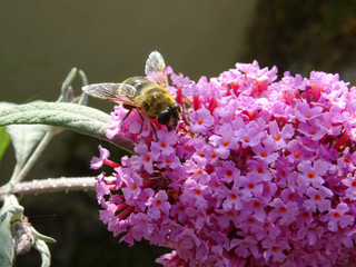 Arbre à papillon et abeille 2