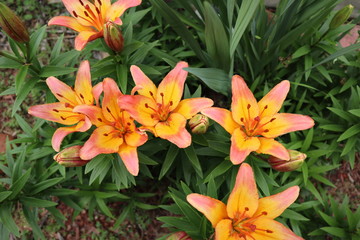 orange lilies in the garden