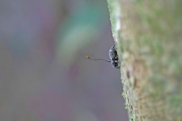 Zombie Beetle attacked by Fungus in the Rainforest