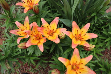 orange lily in the garden