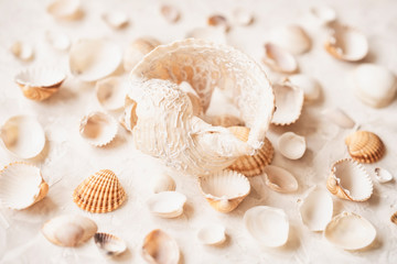 Set of different seashells, top view, summer vacation concept